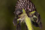 Grassleaf coneflower